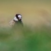Skrivan obojkovy - Eremopterix nigriceps - Black-crowned Sparrow-Lark 3516_HQ
